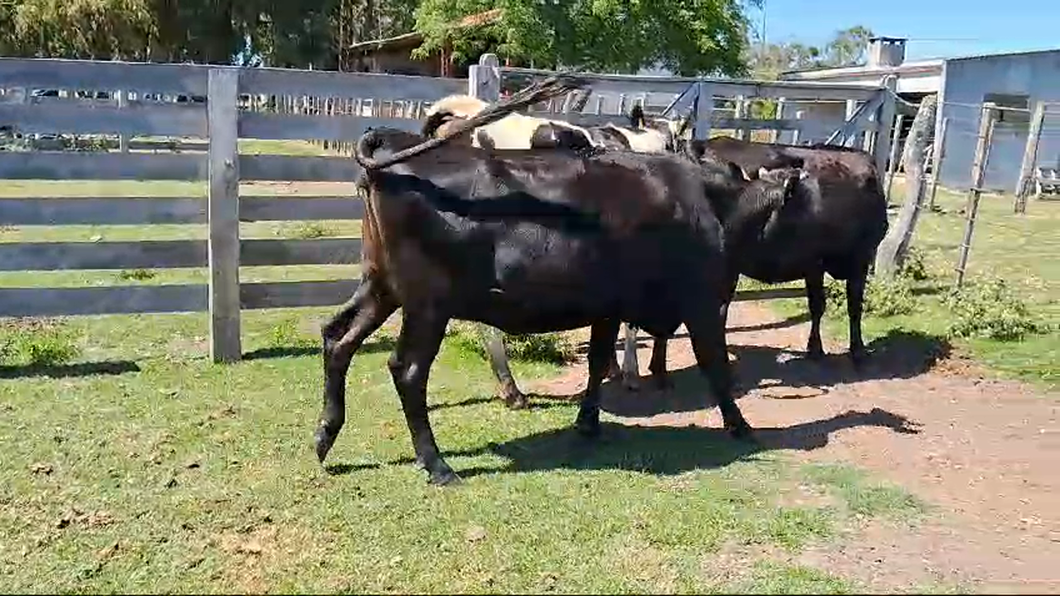 Lote 3 Vaquillonas  a remate en Pantalla Camy 400kg - , San José