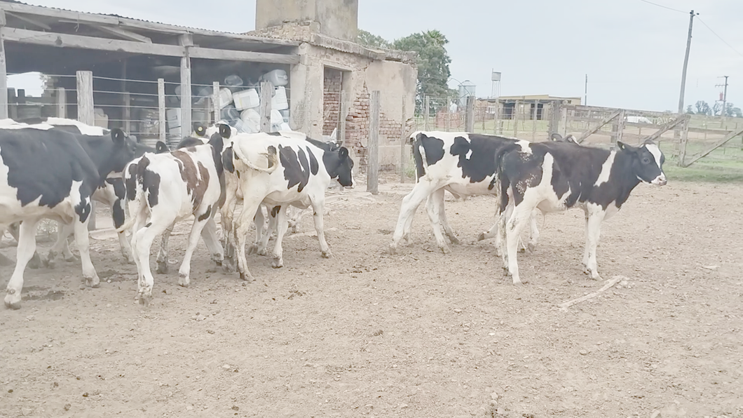 Lote 28 Novillitos Holando Argentino en Brinkmann, Córdoba.