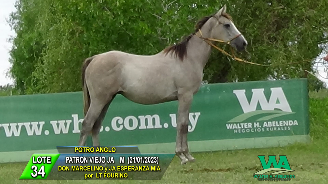 Lote PATRON VIEJO JA