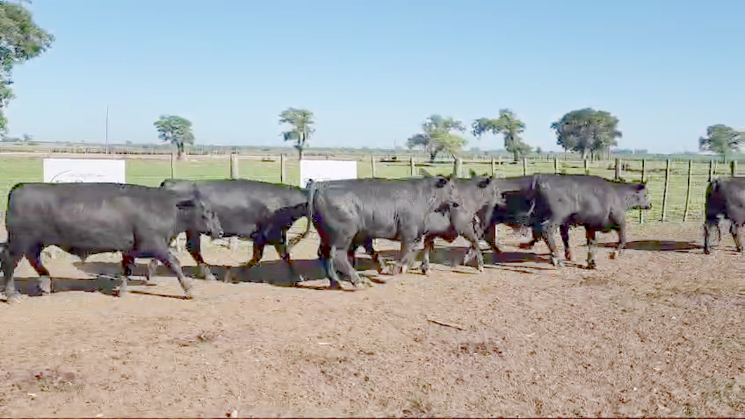 Lote 36 Novillitos Feed Lot