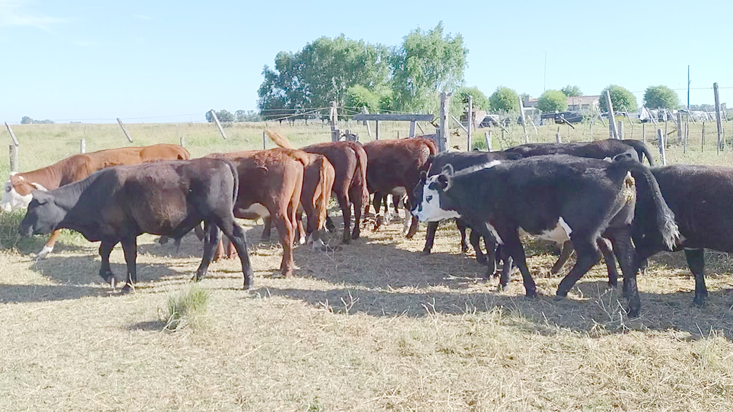 Lote 16 Novillitos y vaquillonas