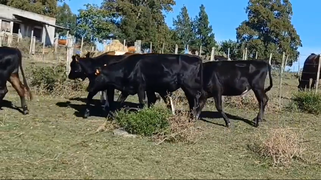 Lote 7 Vaquillonas 1 a 2 años CRUZAS a remate en #42 Pantalla Carmelo  235kg -  en PUNTAS DEL SAUCE