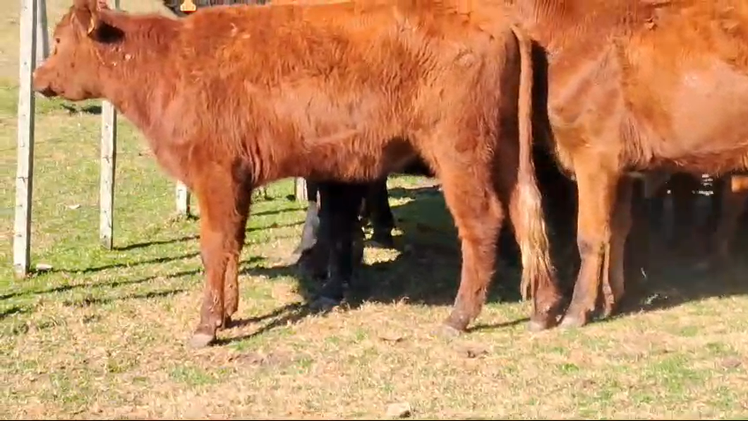 Lote 13 Vaquillonas  Cruzas a remate en Pantalla Camy  en Colonia America