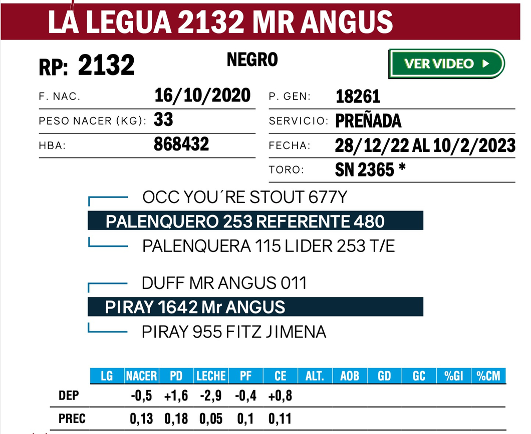 Lote VAQUILLONAS ANGUS  PP