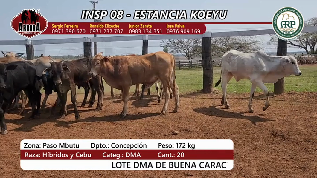 Lote Insp 8