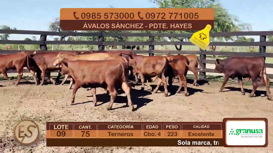 Lote (Vendido)75 Terneros Cbo 4 a remate en Feria Elite de Terneros Cbo 4 - DEL DUERO SA 223kg - , Presidente Hayes