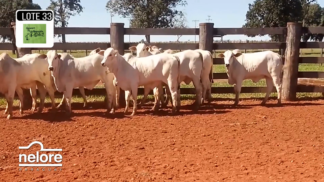 Lote LOTE 33