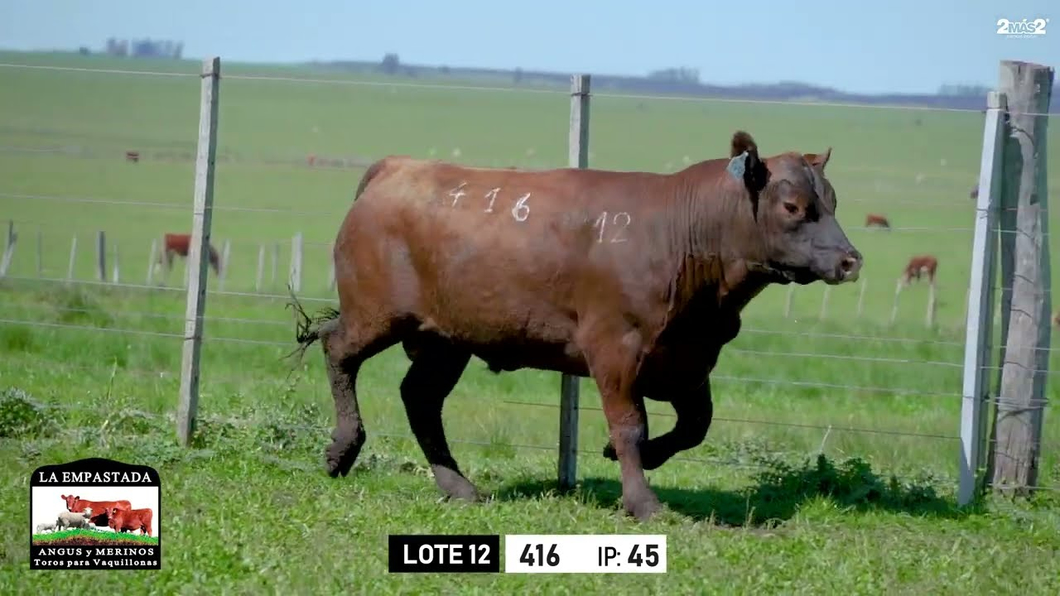 Lote Toros a remate en Toros para Vaquillonas - La Empastada, Durazno