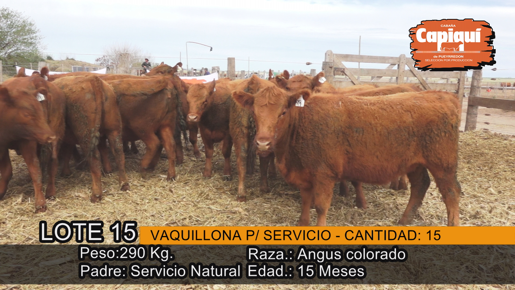 Lote VAQUILLONAS PARA SERVICIO