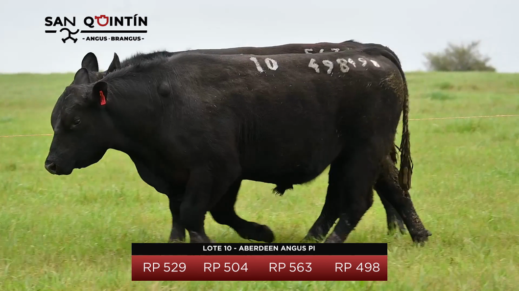 Lote Aberdeen Angus PI