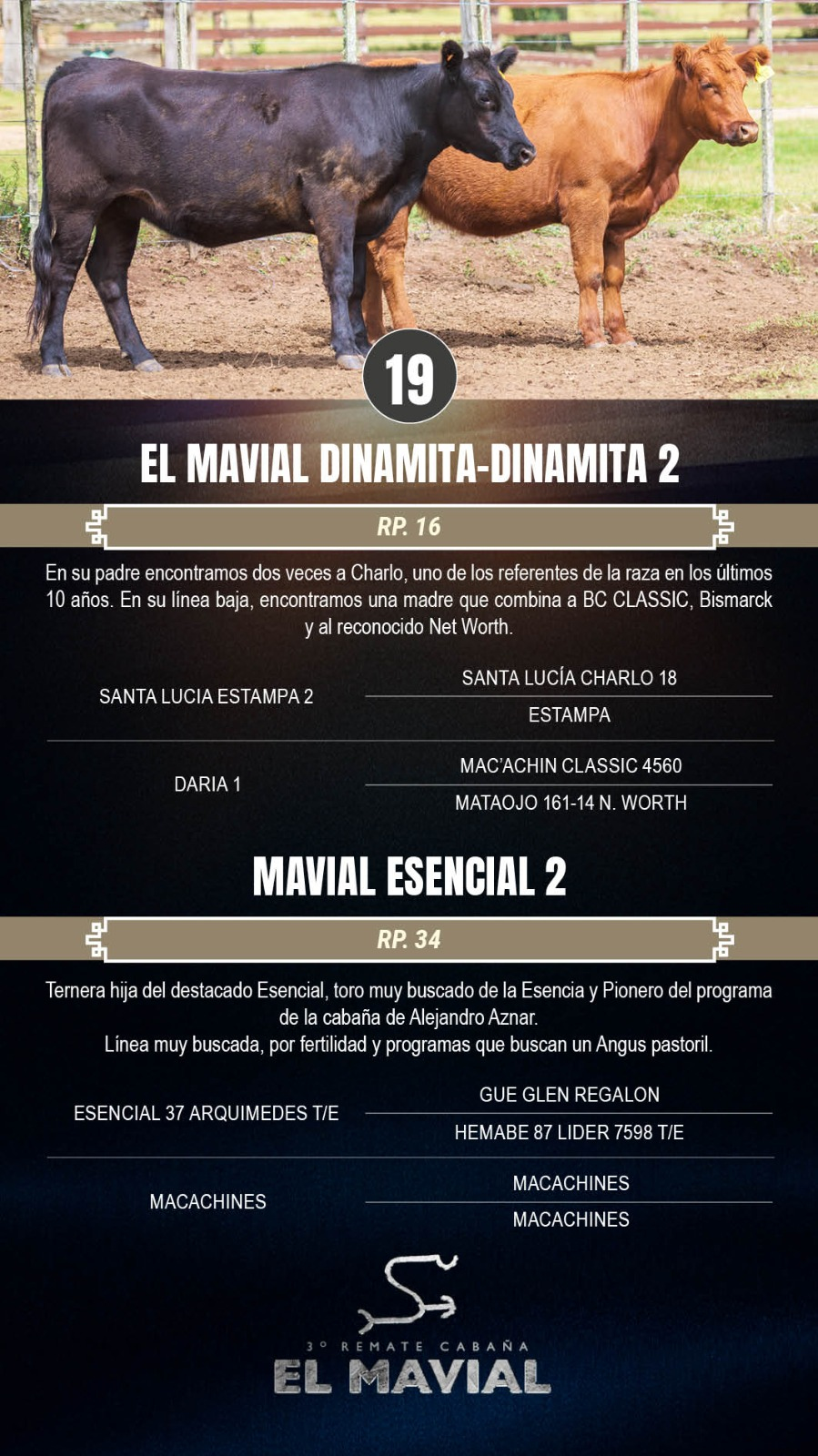 Lote 2 Terneras a remate en 3º Remate Cabaña El Mavial, Lavalleja