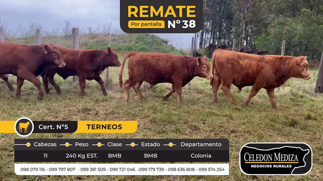 Lote 11 Terneros en Riachuelo, Colonia