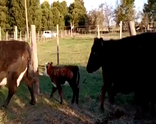 Lote 6 Vacas CUT con 6 terneros  en Buenos Aires