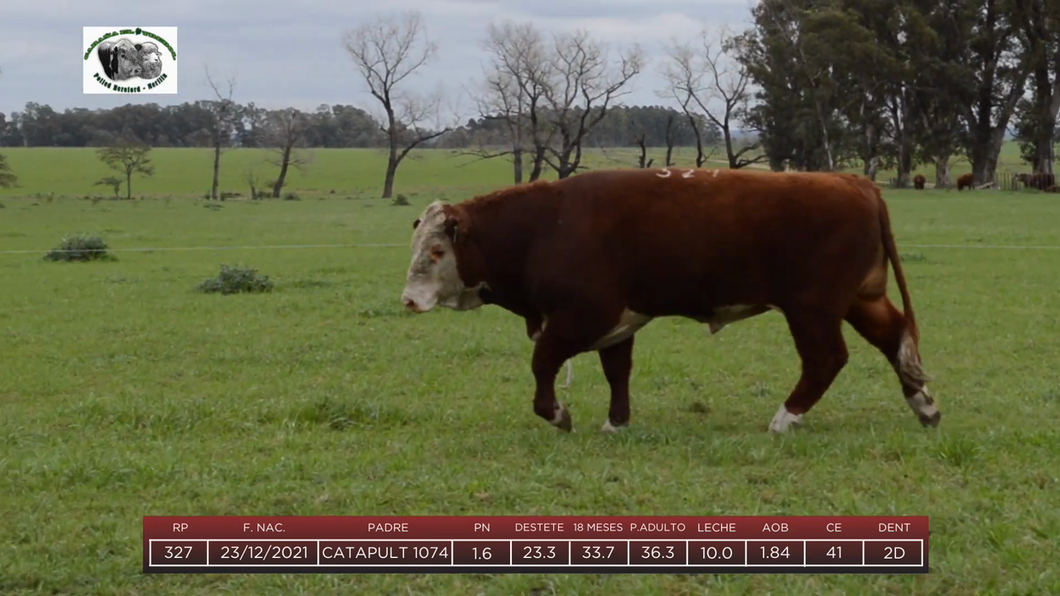 Lote Toros a remate en 6to Remate Anual Cabaña "El Trébol" de Martín Salto Stefani, Paysandú