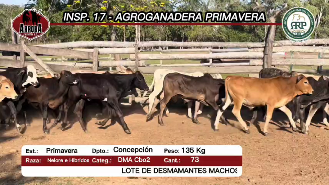 Lote 73 Desmamantes machos nelore y hibridos a remate en Feria Aniversario Concepción - Arroba Remates S.A 135kg -  en Primavera