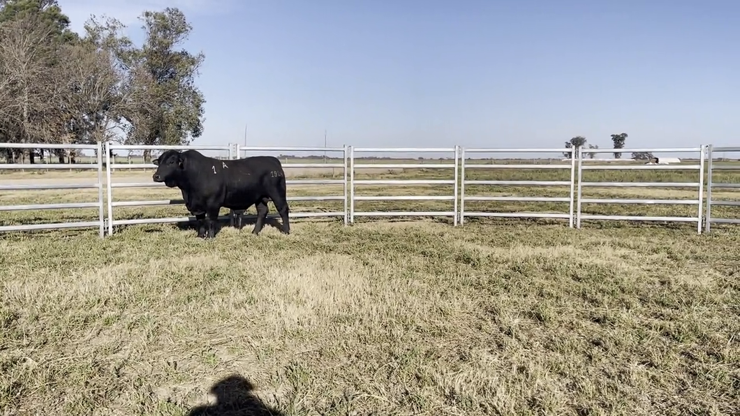 Lote TOROS BRANGUS, Cabaña "EL MATACO"