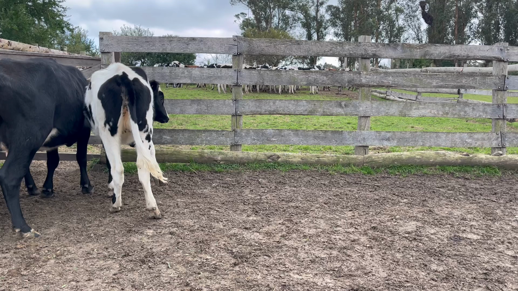 Lote VIENTRES ENTORADOS