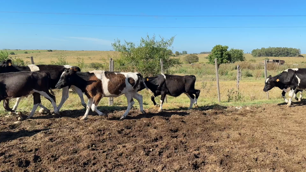 Lote TERNEROS