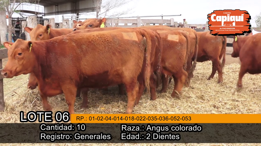 Lote VAQ.  PREÑADAS