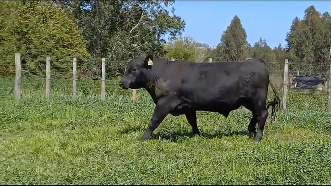 Lote TORO PI - RP 3