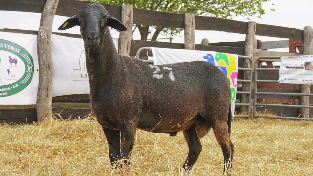 Lote SANTA INES MACHO