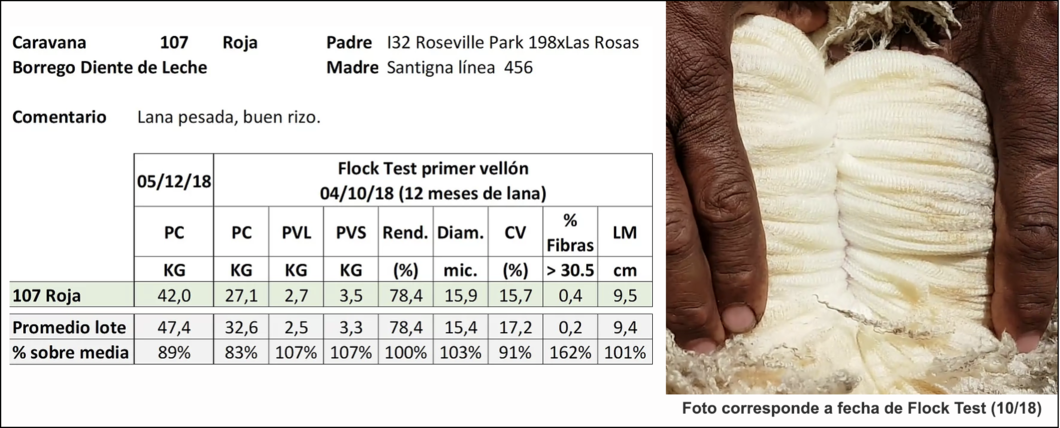 Lote Caravana 107