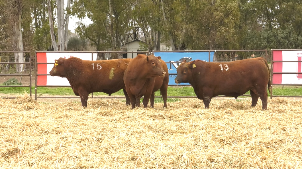 Lote TOROS ANGUS COLORADOS PC