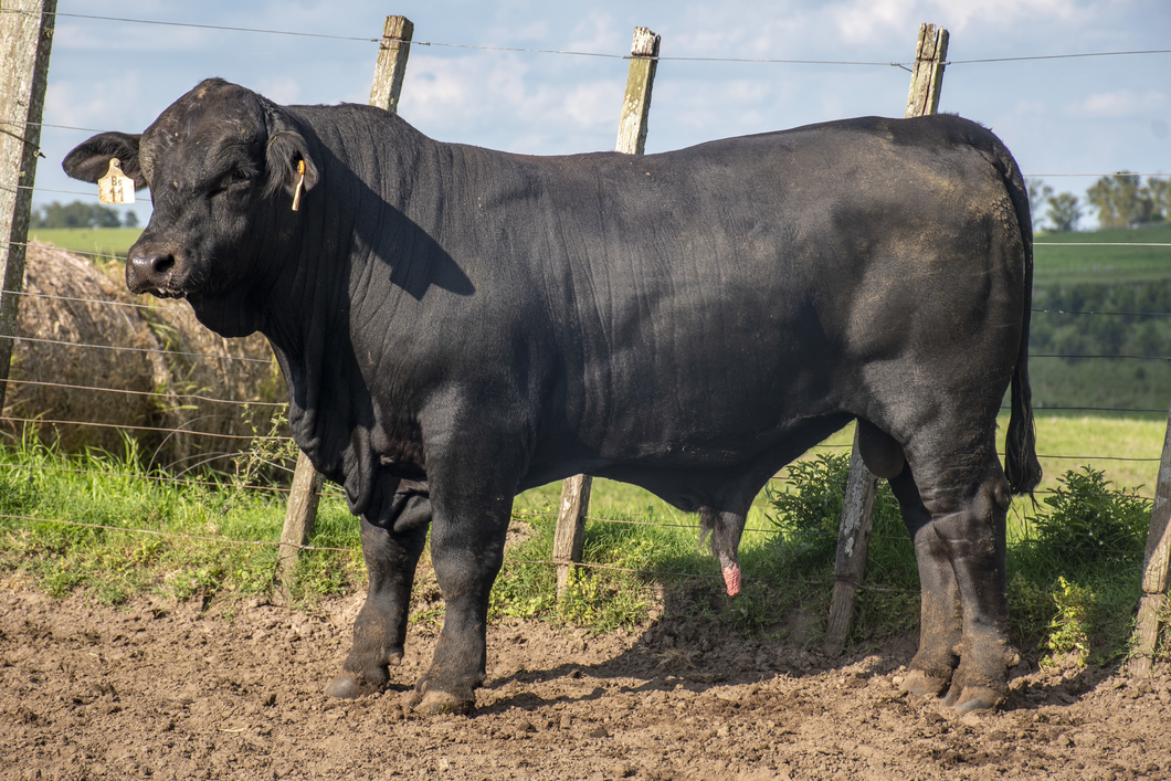 Lote Toros a remate en Nacional Brangus, Tacuarembó