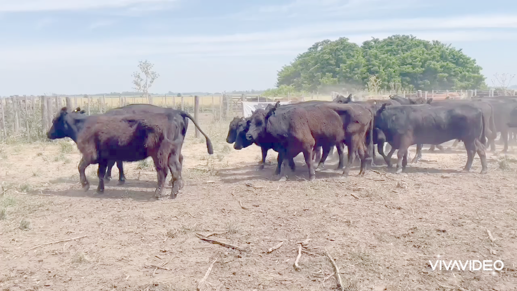 Lote 23 Vacas C/ gtia de preñez en Cañuelas, Buenos Aires