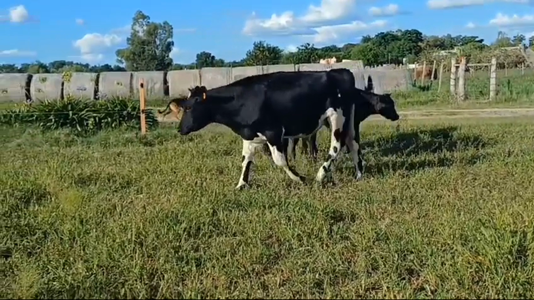 Lote 4 Novillos 1 a 2 años ANGUS/ HOLANDO a remate en #42 Pantalla Carmelo  210kg -  en CUFRE