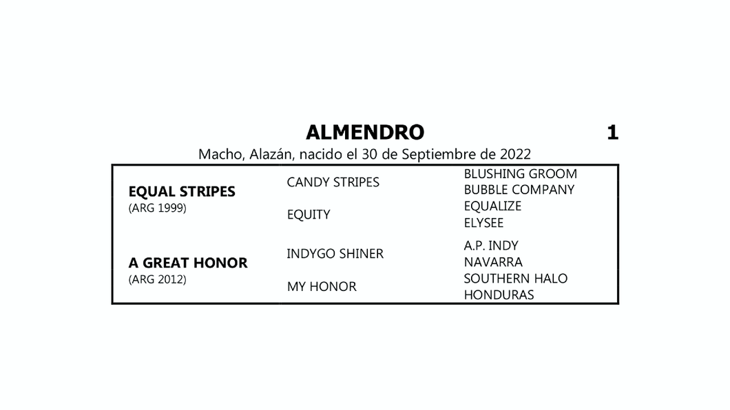 Lote ALMENDRO (EQUAL STRIPES - A GREAT HONOR por INDYGO SHINER)