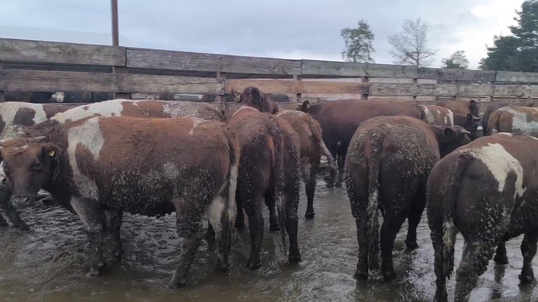 Lote 20 Vaquilla Gorda en Los Ángeles, VIII Región Biobío