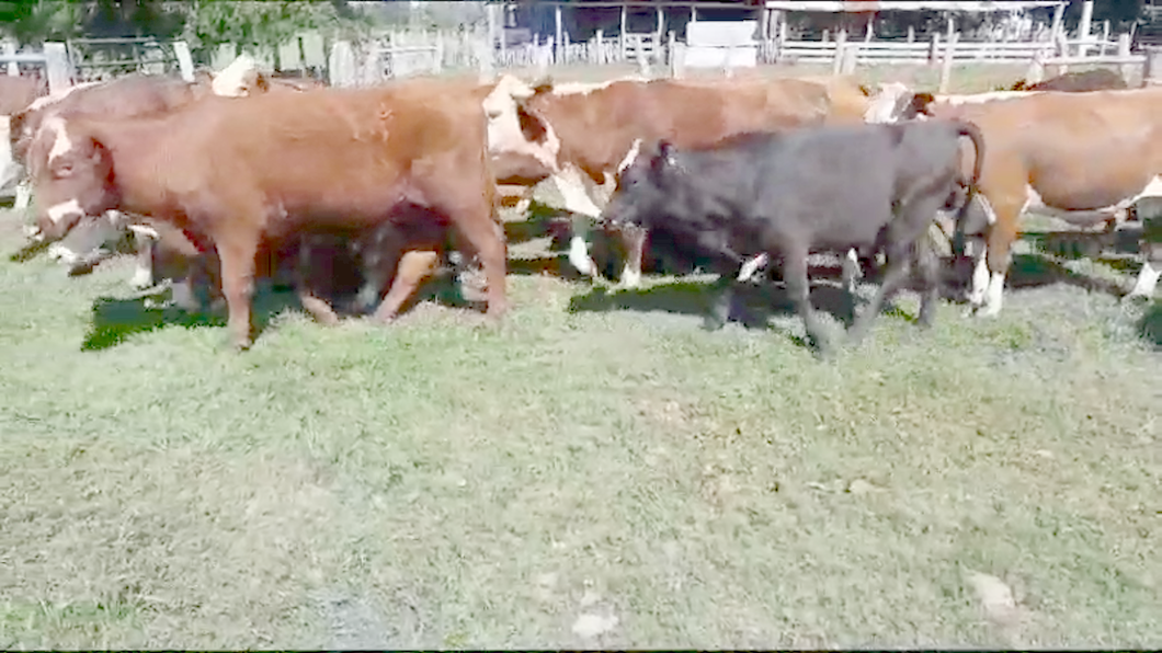 Lote 28 Novillitos en Villaguay, Entre Ríos