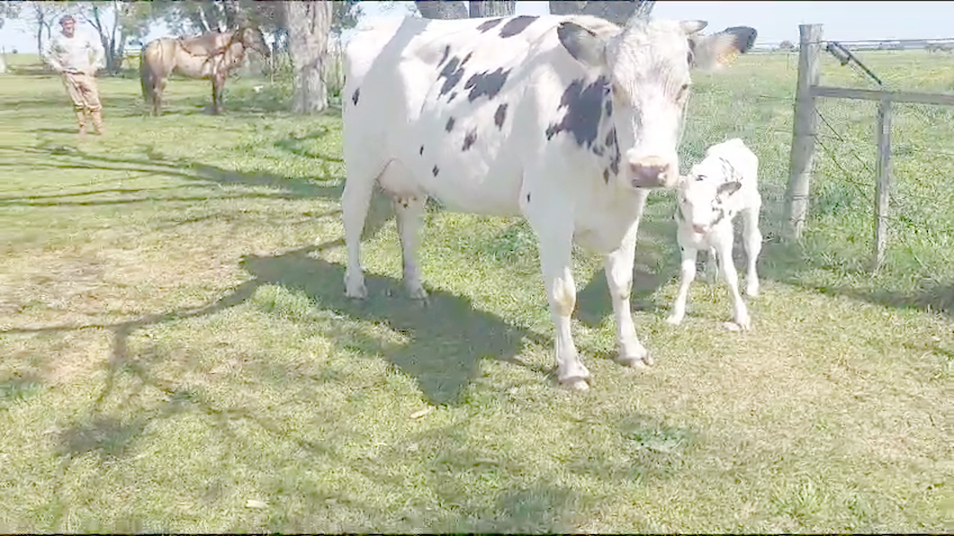 Lote (Vendido)Vacas de Invernada a remate en Remate por pantalla de la Exposición de San José 450kg -  en Rodriguez