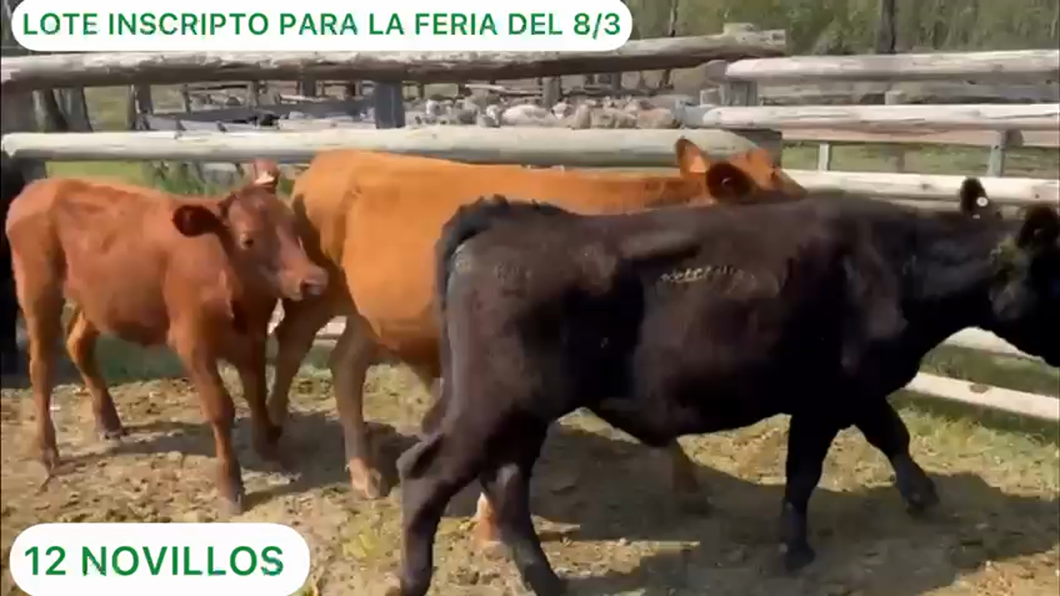 Lote 12 Novillos