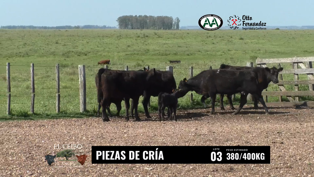 Lote Piezas de Cría