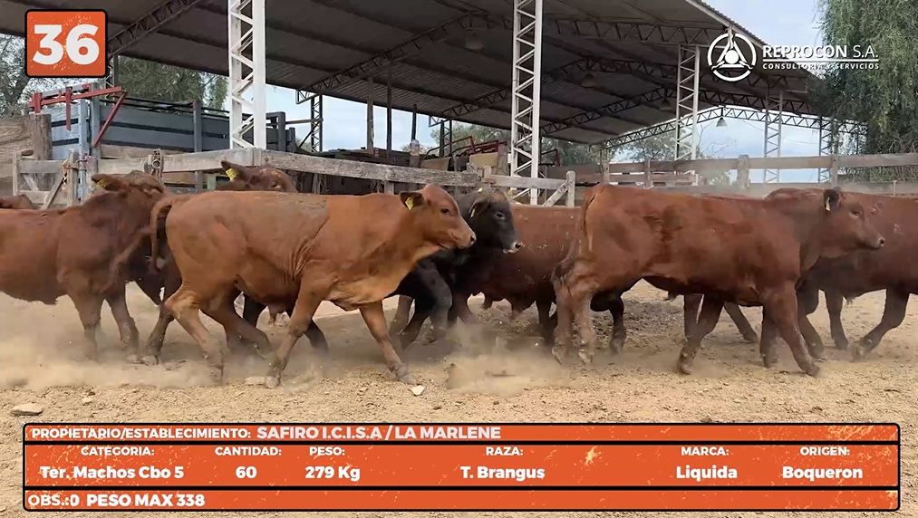 Lote LOTE 36