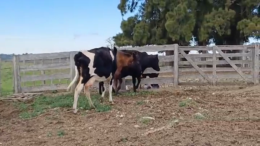 Lote (Vendido)3 Vacas de Invernada a remate en #48 Pantalla Carmelo 420kg -  en PUNTAS DEL ROSARIO