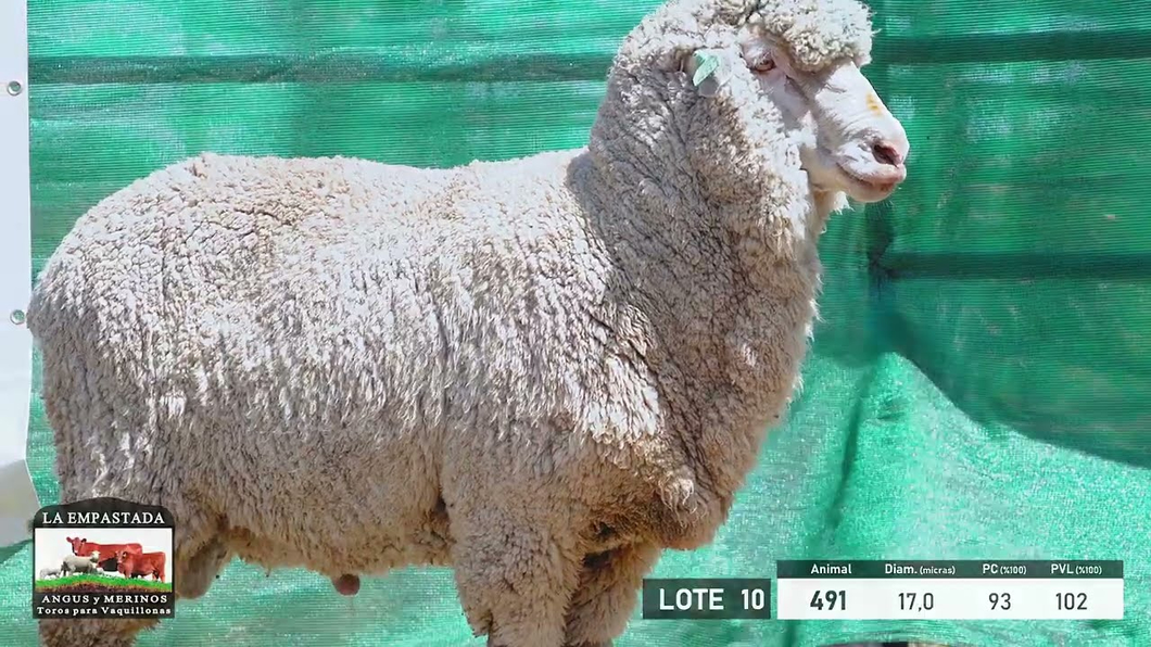 Lote 5 Carneros Merino Dohne a remate en 33º Remate Cabaña La Empastada, Durazno