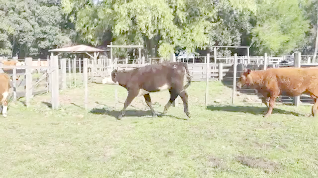 Lote 19 Terneras 1RA,  2 BF CRUZAS CON: 16cruzas carniceras NRO DE CRUZAS. a remate en Expo Paysandú 222kg - , Salto