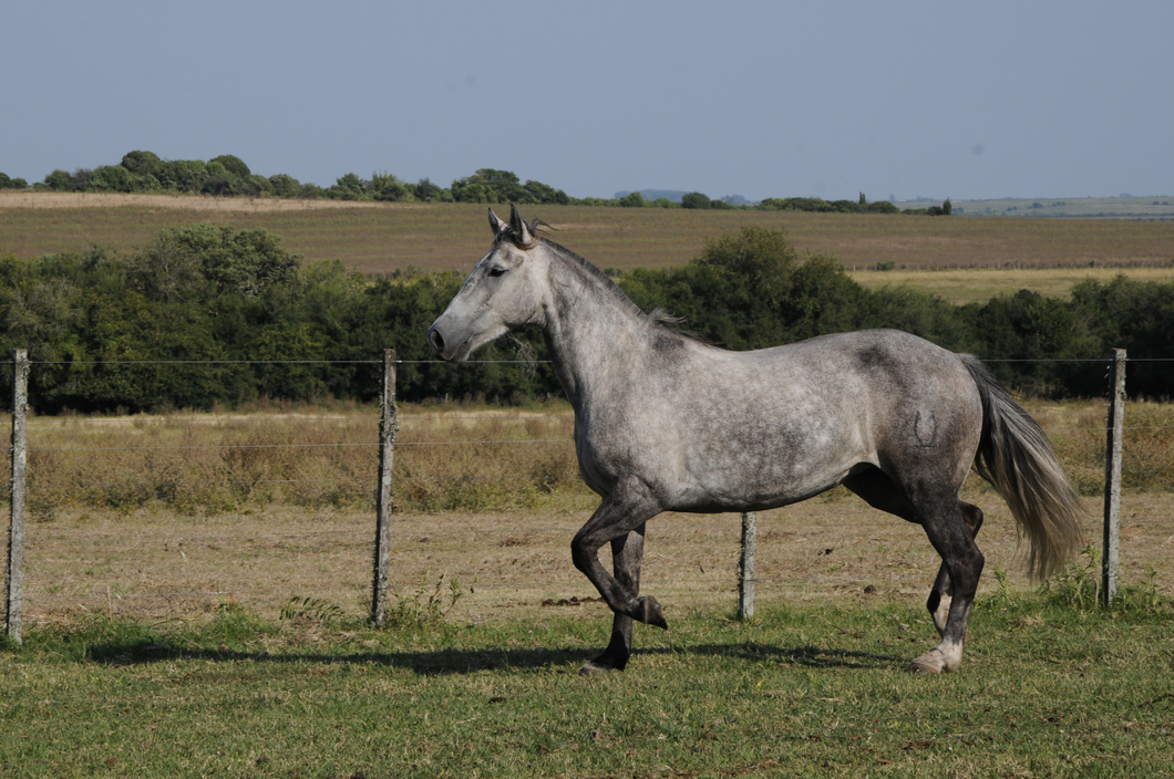 Lote Constancia Nacarada