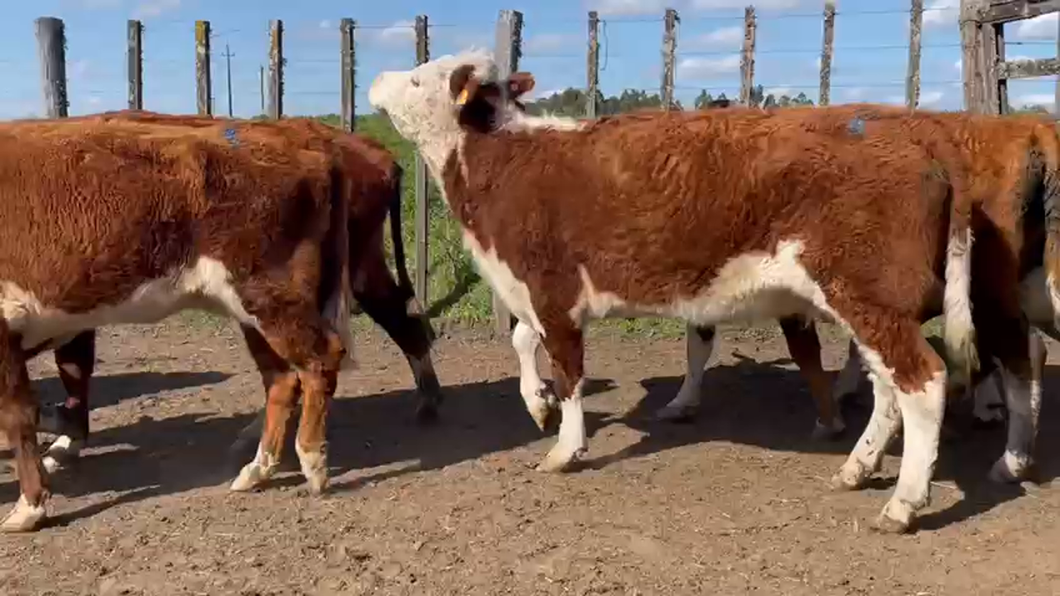 Lote 7 Vacas de Invernada HEREFORD a remate en PANTALLA CAMY - SAN JOSE  1500 VACUNOS 350kg - , San José