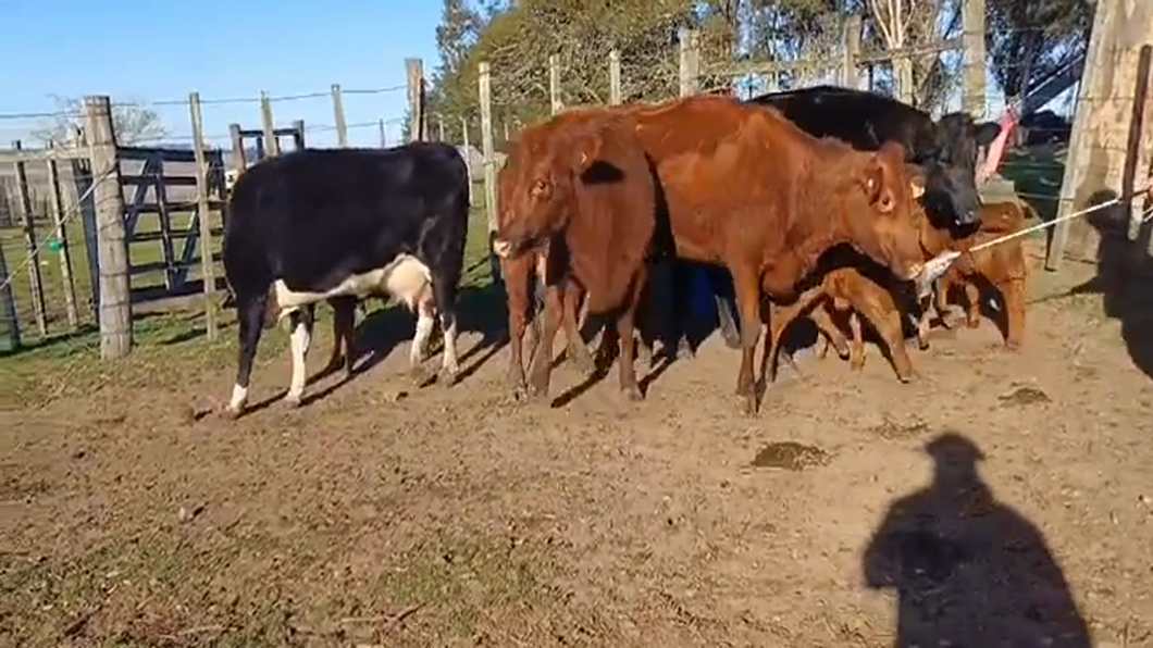 Lote 10 Piezas de cría RA - HE/ HO a remate en #47 Pantalla Carmelo en PUNTAS DEL SAUCE