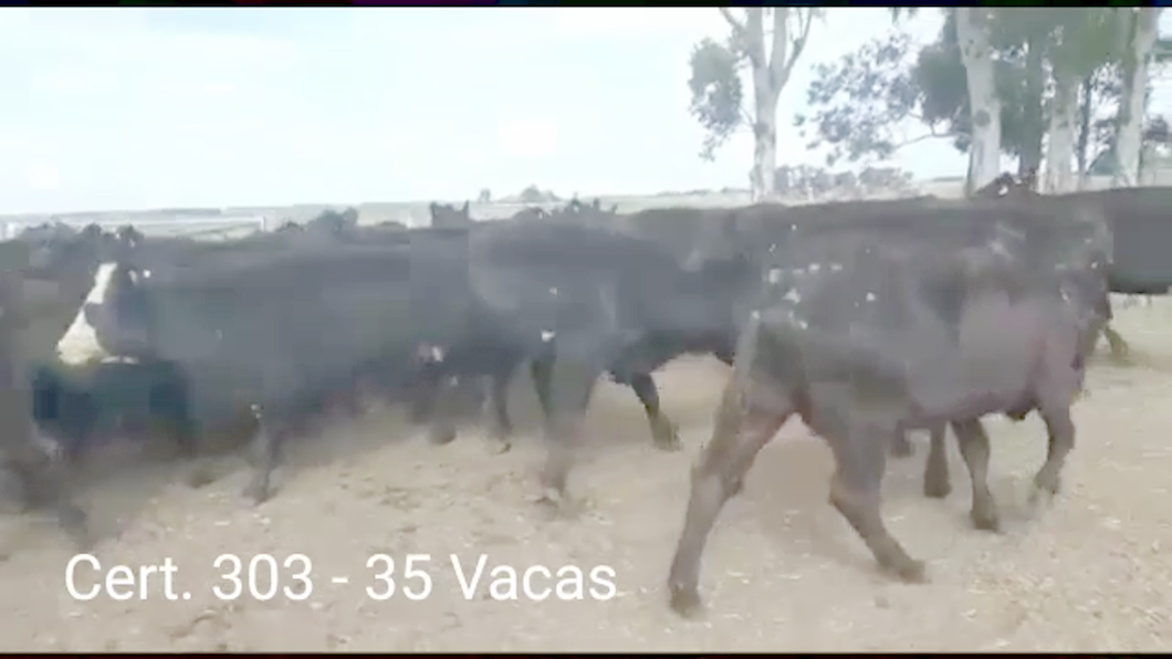 Lote (Vendido)35 Vacas de Invernada 33AA - 2AAHE a remate en PANTALLA COCO MORALES 410kg -  en PARAJE COSTA DE VACAS A 28 KM DE OMBUES DE LAVALLE
