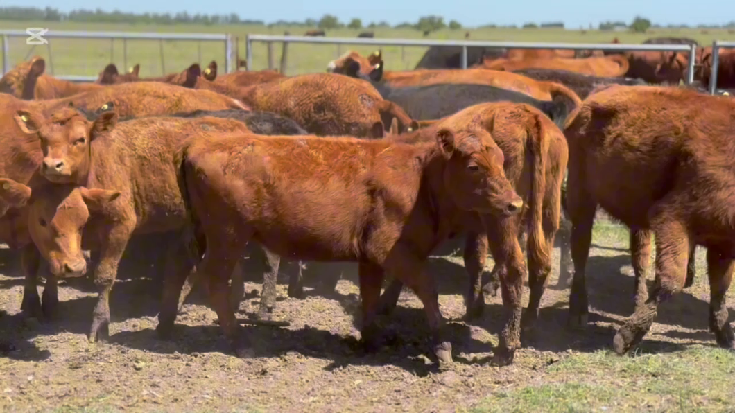 Lote 20 Terneras