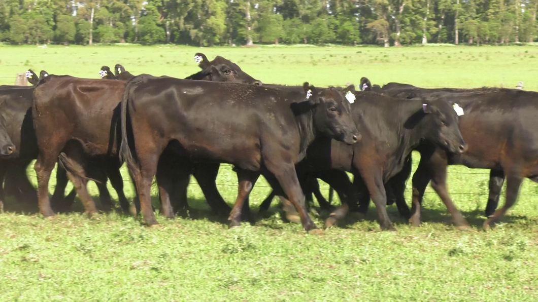 Lote 15 Vaquillonas C/ gtia de preñez en Lincoln, Buenos Aires