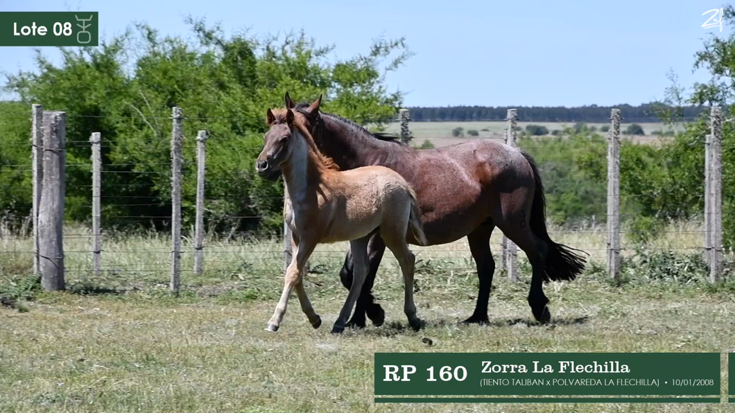 Lote Zorra La Flechilla