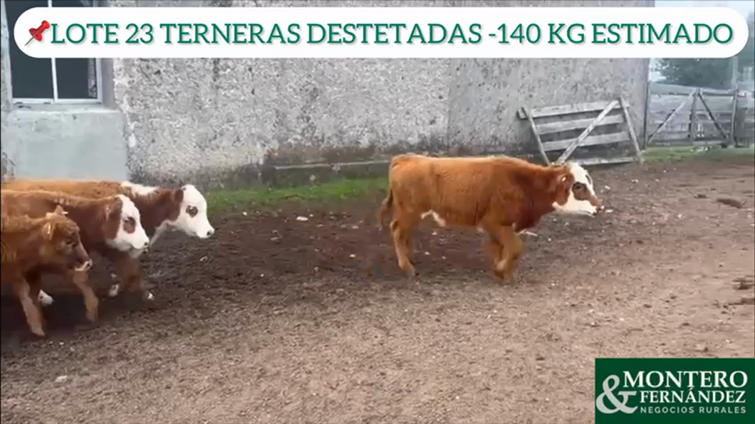 Lote 23 terneras destetadas