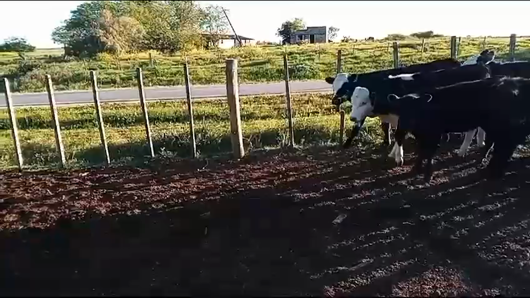 Lote 5 Terneros y Terneras a remate en 9° Entre Martillos, Canelones