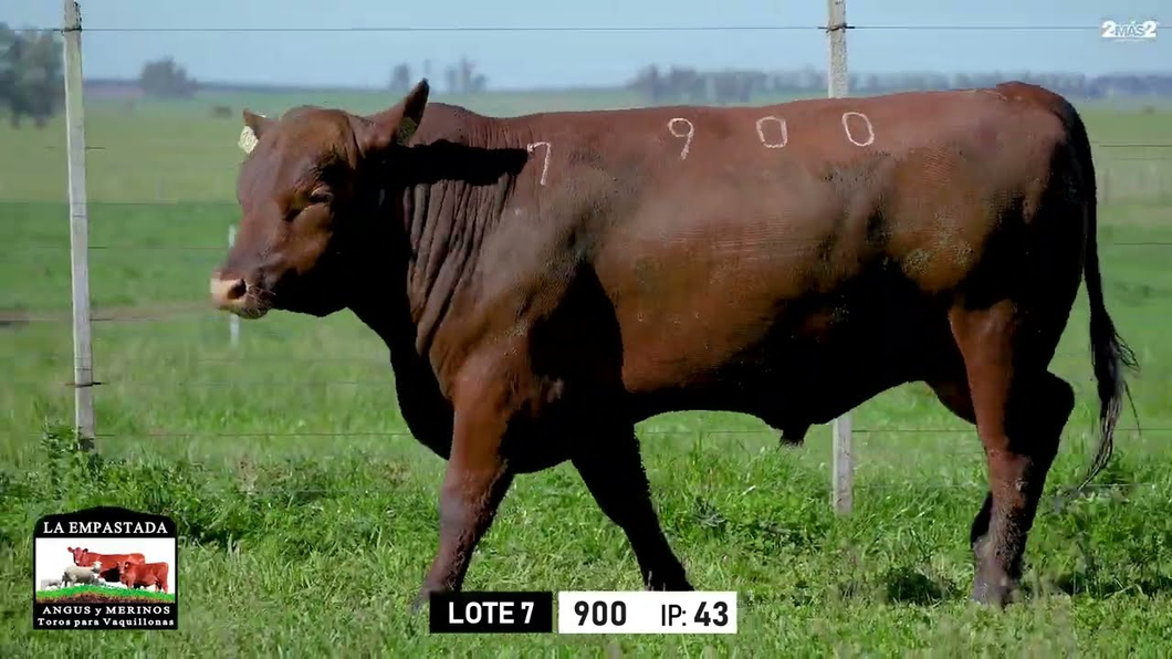 Lote Toros a remate en Toros para Vaquillonas - La Empastada, Durazno